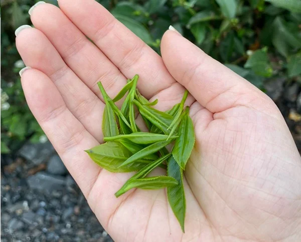 6 MẸO GIẢM CÂN DỊP CUỐI NĂM BẬN RỘN