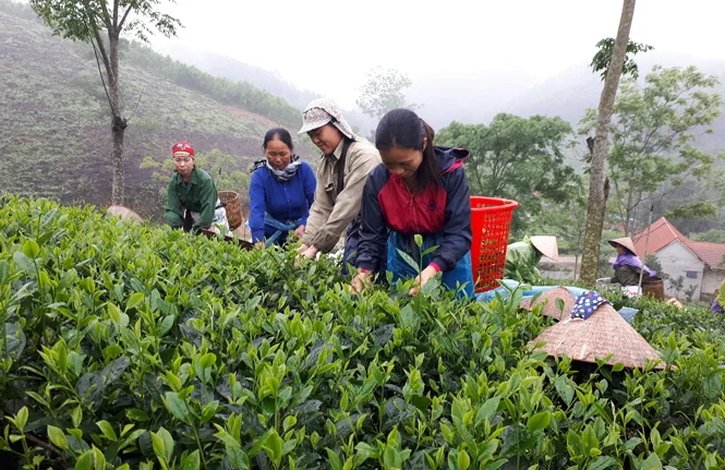 Chè Thái Nguyên tạo việc làm